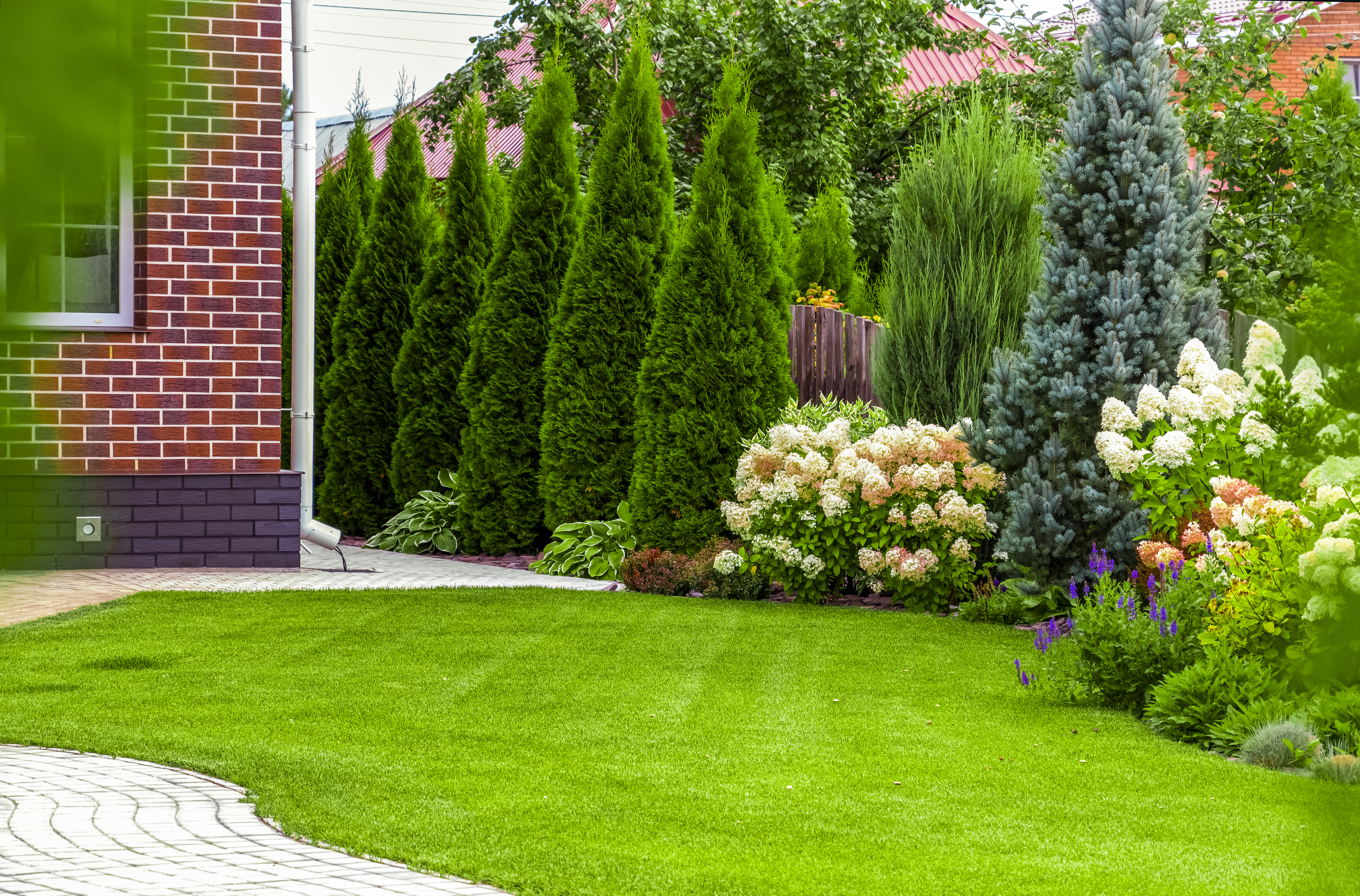 Vibrant green lawn bordered by evergreens and hydrangeas