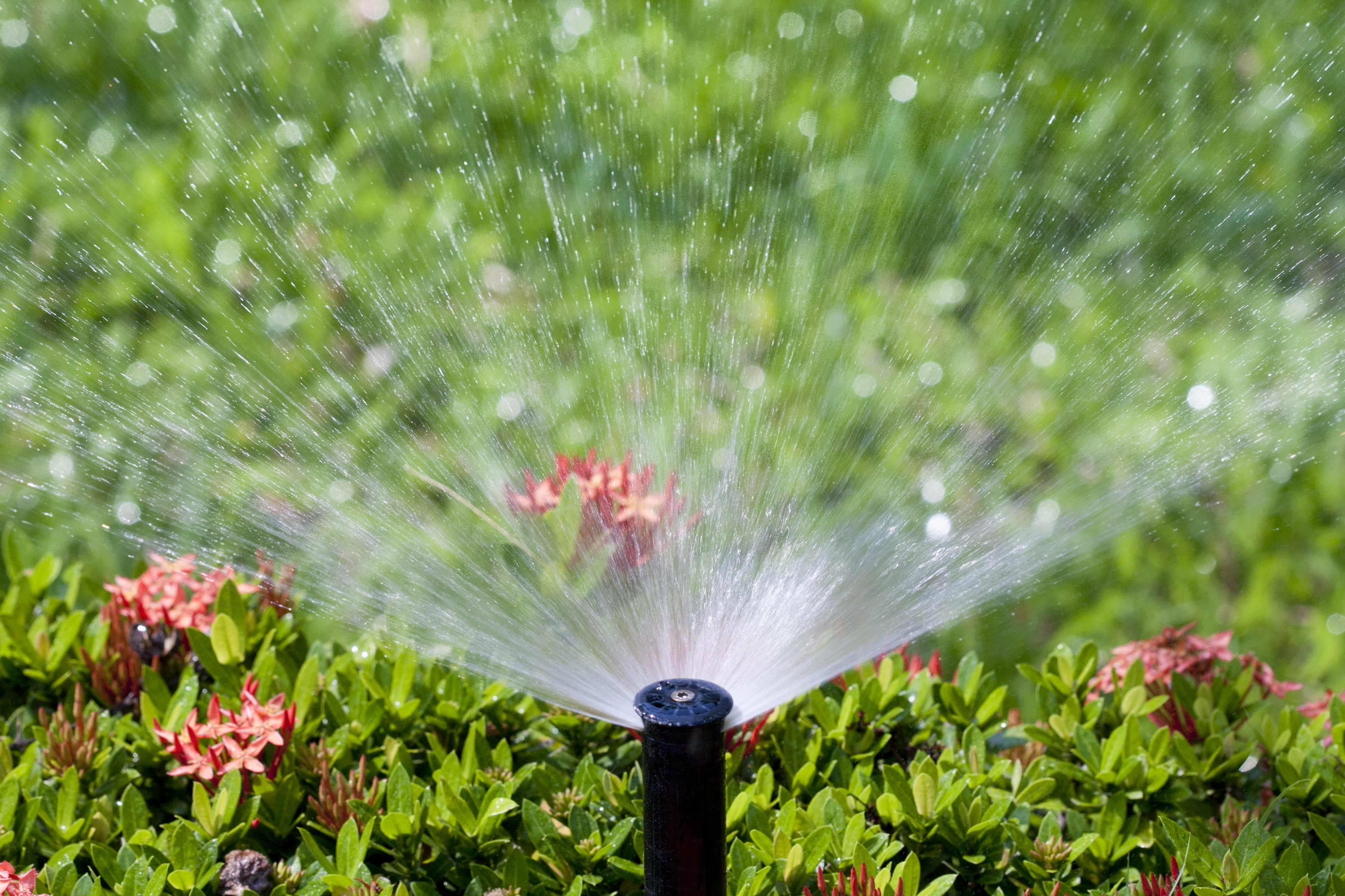 Sprinkler watering a lush green lawn