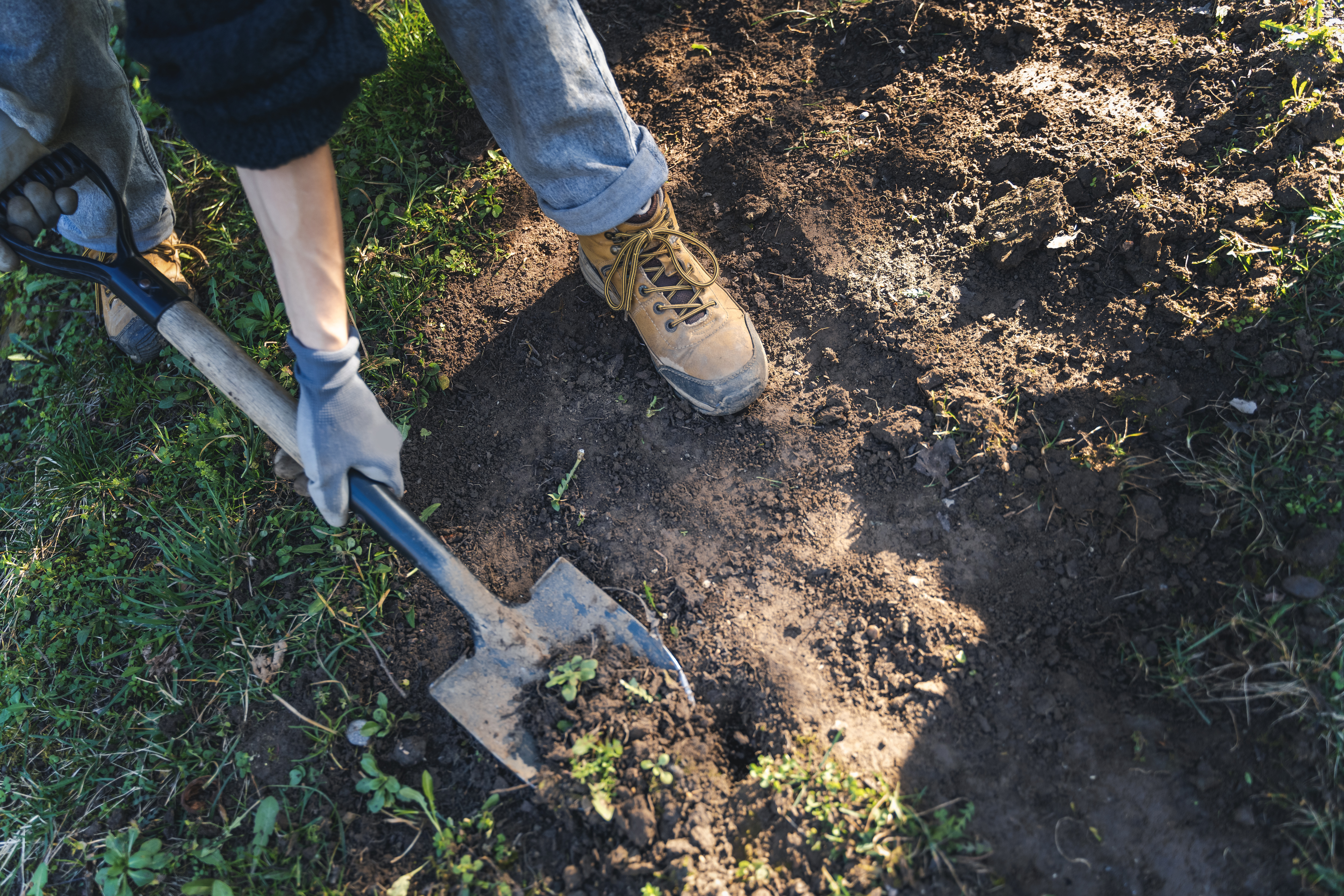 Boot and shovel digging into rich soil
