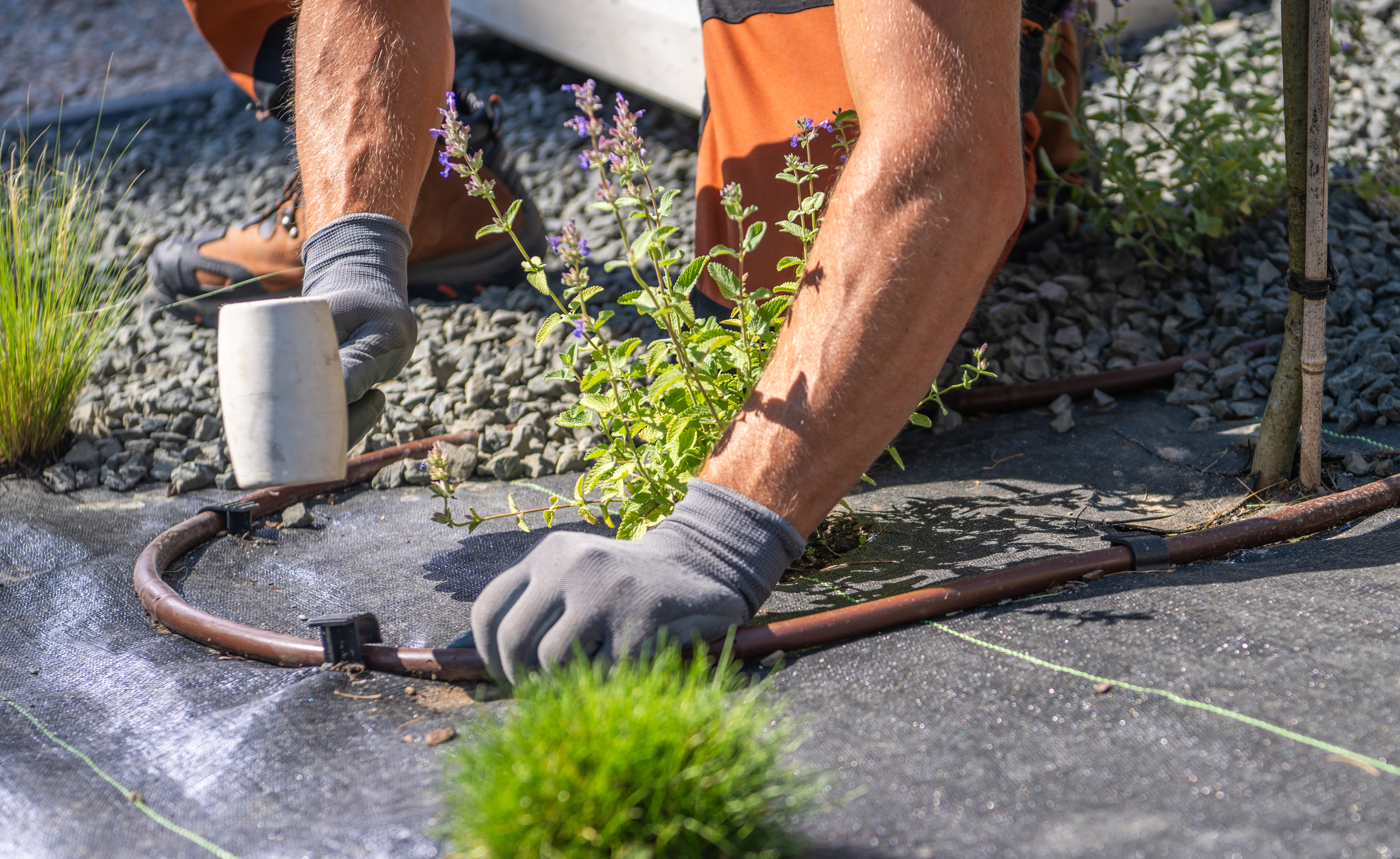 Professional worker installing a drip irrigation line