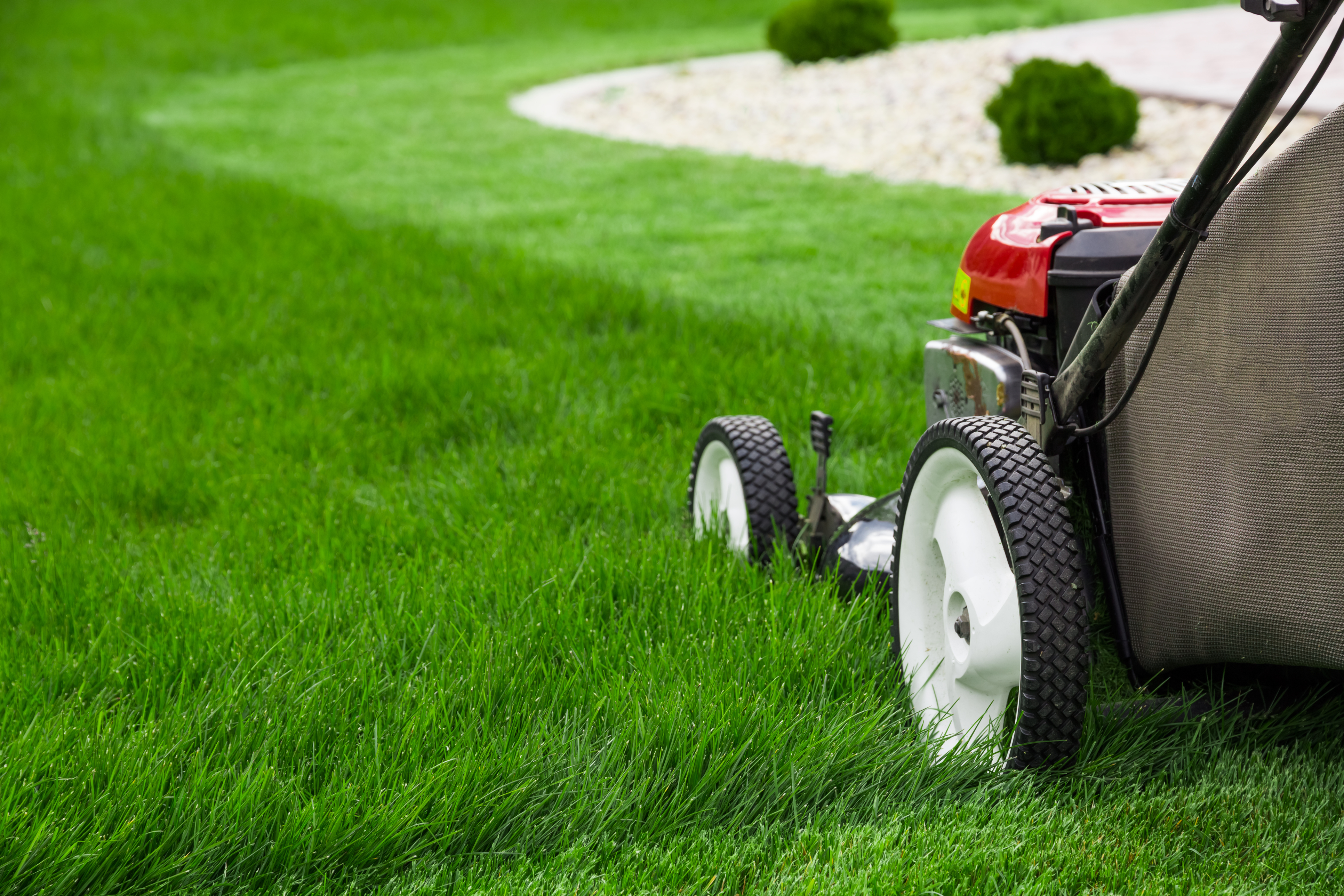 Lawn mower cutting through thick, healthy grass